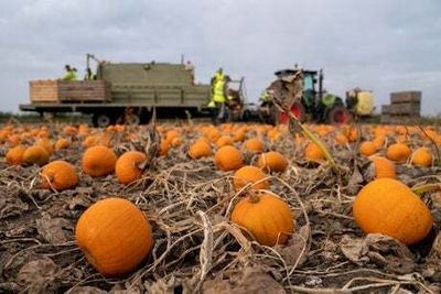 Treasury brings forward next tax update to Halloween alongside OBR forecasts