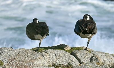 California migration of millions of birds brings ‘unprecedented’ avian flu threat