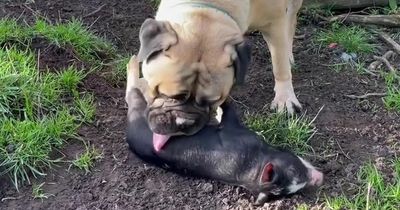 Giant dog becomes dad to adorable orphaned pig and dotes on his every need