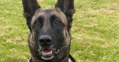 Clever Edinburgh police dog sniffs out man attempting to break into homes