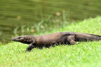 Watch: A magpie and monitor lizard play through a foursome on an Australian golf course