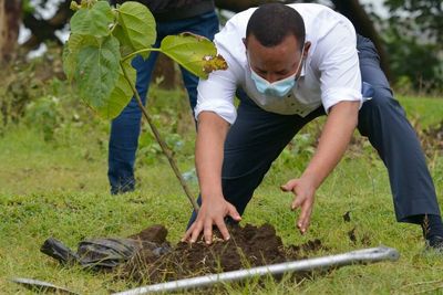 NZ's $30b offsetting question: If a tree falls in an overseas forest?