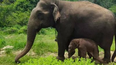 Elephant, calf run over by 'speeding' Rajdhani Express in Assam’s jumbo corridor