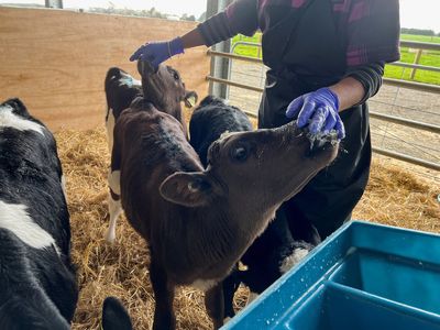 On New Zealand farm, scientists reduce cow burps to save the world