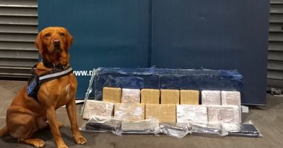 Detector dog James plays huge role in massive €1.26 million drug smuggling sting by Revenue and gardai
