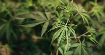Australian push to follow US cannabis law reform