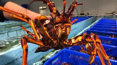 Signs China will discuss lifting trade ban, but lobster fishers say diversification crucial