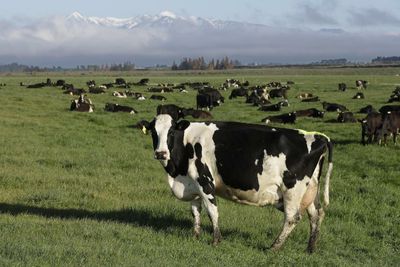 New Zealand farmers may pay for greenhouse gas emissions under world-first plans