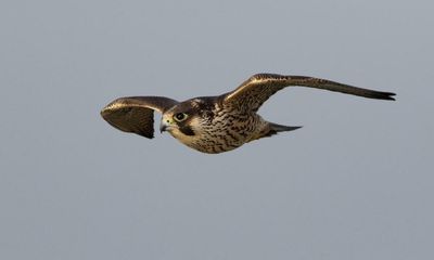 Country diary: We must fight for this young peregrine, and all of Britain’s wildlife