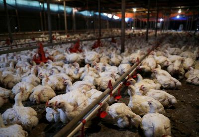 Malaysia’s export ban on live chicken will be lifted in phases