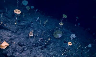 Discovered in the deep: the ‘forest of the weird’