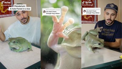 FYI: That Viral Video Of Dumpy, The Giant Australian Green Tree Frog, Is Toadally Fake