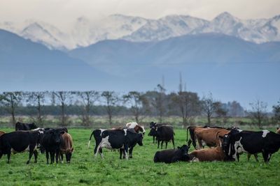 New Zealand outlines plans to tax livestock burps, farts