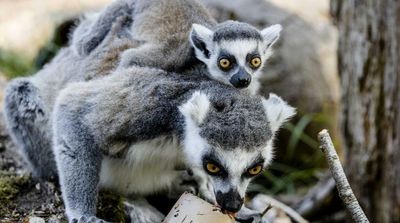 New Zealand Zoo More than Doubles Its Population of Endangered Lemurs