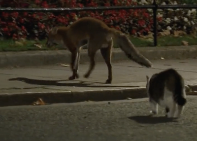 Watch: The moment Downing Street cat Larry chases off a fox outside No10
