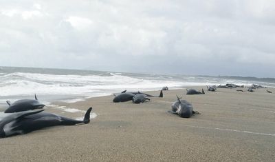 About 455 whales dead after stranding on New Zealand islands