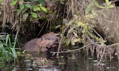 Beavers can help Britain fight the climate crisis – if we welcome them back