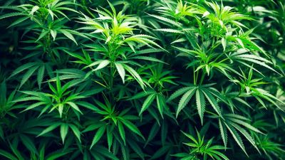 Hemp could make Scotland's agricultural sector carbon neutral, report finds