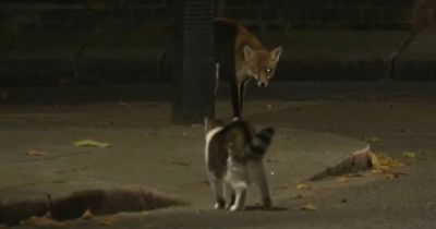 Downing Street's Larry the Cat gets into spat with a fox outside Number 10