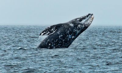 North American gray whale counts dwindling for the last two years