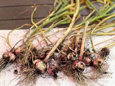 By popular demand, here's how to grow garlic