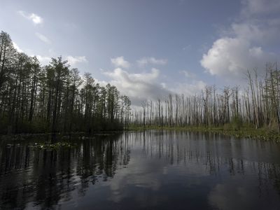 In 'Fen, Bog & Swamp,' Annie Proulx pens a history of wetland destruction