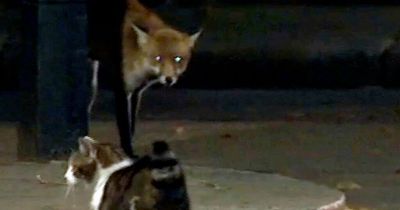 Larry the No. 10 cat chases fox out of Downing Street after spotting intruder prowling
