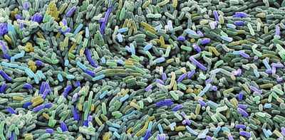 Genetically engineered bacteria make living materials for self-repairing walls and cleaning up pollution
