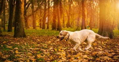 Why do the leaves change colour and fall off trees in the autumn?