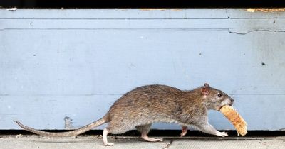 'Rats as big as cats' spotted as residents demand action on overflowing rubbish