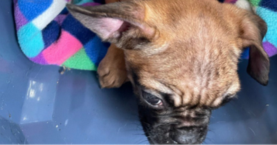 Abandoned puppy found curled up next to dead brother after tiny animals left in Scots woods