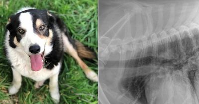 Vet stunned after sick dog's X-ray reveals what was making him sick