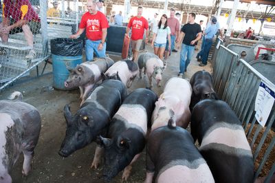 Question for justices: Does California put US pigs in clover? - Roll Call