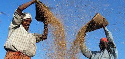 Farmers’ outfits question delay in announcing MSP for ongoing Rabi season