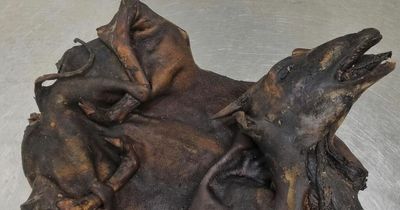 Customs officials find two roasted ANTELOPES in passenger's bag as bizarre 'snack'