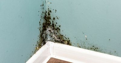 Mum shares product that's stopped mould build up at home