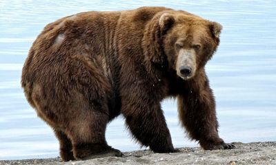 ‘Ballots have been stuffed’: voting scandal rocks Alaska’s fat bear contest