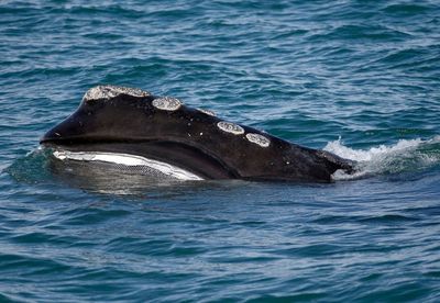 Fishermen hire Bush-era official in challenge to whale laws