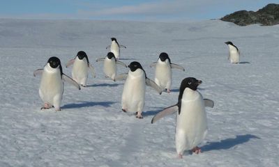 Australian scientists observe ‘rapid’ decline in Adélie penguin numbers off Antarctic coast