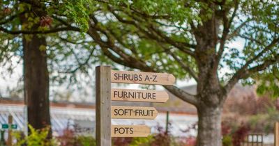 Council's bargain tree sale near Bath with £50 specimens priced at just £10