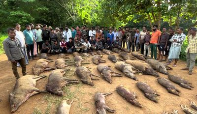 Municipal team kills 42 wild boars in Shoranur