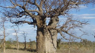 Race against time to preserve Lingka Dreaming carvings on boab trees in Tanami Desert