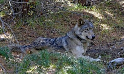 Six endangered wolves found dead in Washington were poisoned, officials say