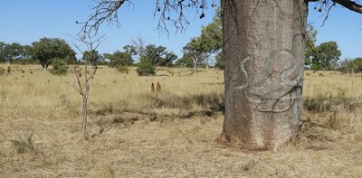 The boab trees of the remote Tanami desert are carved with centuries of Indigenous history – and they’re under threat