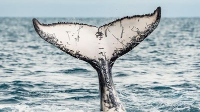 Photographs capture whale lice on humpback off Queensland's Hervey Bay