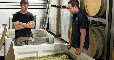Sons of Hunter wine stars take on Braemore vineyard semillon challenge