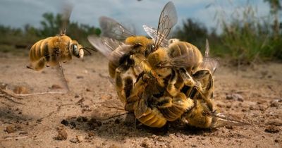 Natural History Museum Wildlife Photographer of the Year's incredible winning images