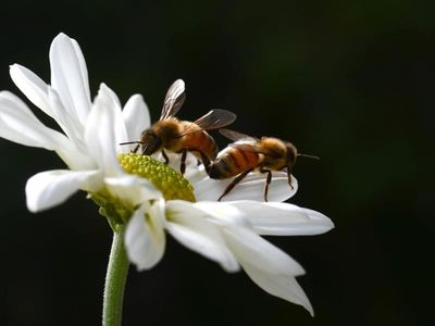 Beekeeper says mites can't be eradicated