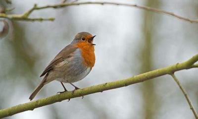 Country diary: I console myself that robins only sing of the future
