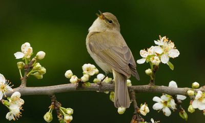 Birdwatch: why the chiffchaff in my garden may not fly south this winter